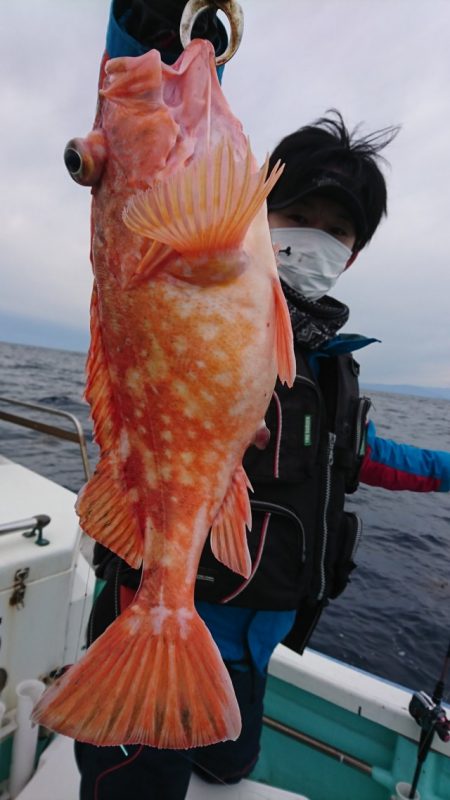 シードリーム 釣果