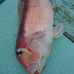 シードリーム 釣果