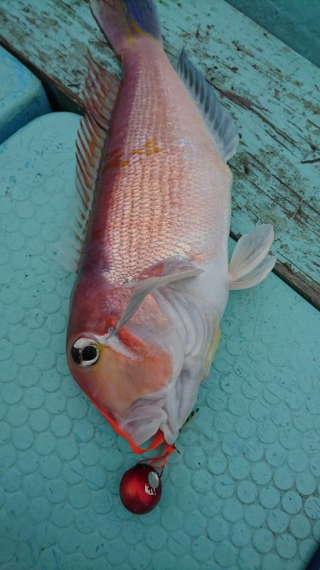 シードリーム 釣果