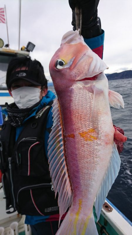 シードリーム 釣果