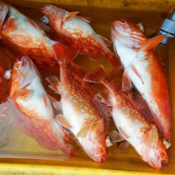 第三むつりょう丸 釣果