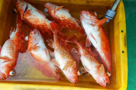 第三むつりょう丸 釣果