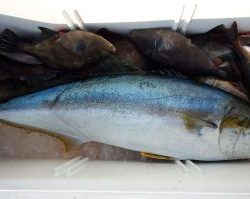 第三むつりょう丸 釣果