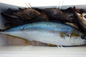 第三むつりょう丸 釣果