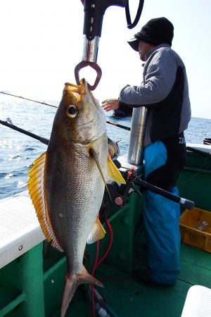 第三むつりょう丸 釣果