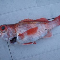 小海途 釣果