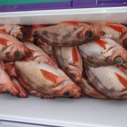 第二むつ漁丸 釣果