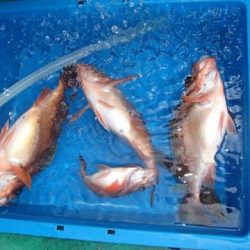 第二むつ漁丸 釣果