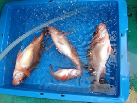 第二むつ漁丸 釣果