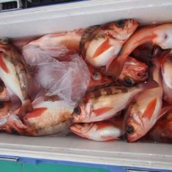 第二むつ漁丸 釣果