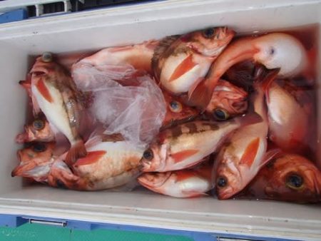 第二むつ漁丸 釣果