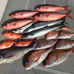 へいみつ丸 釣果