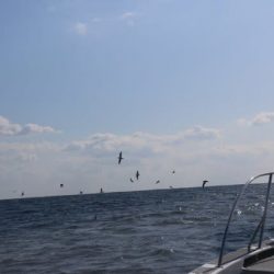 へいみつ丸 釣果