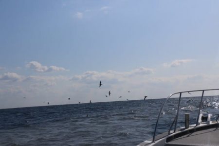 へいみつ丸 釣果