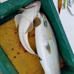 遊漁船　ニライカナイ 釣果