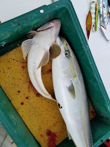 遊漁船　ニライカナイ 釣果