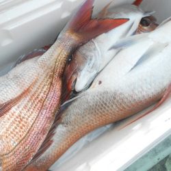 こうゆう丸 釣果