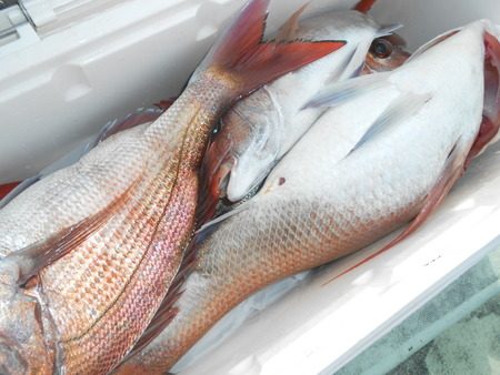 こうゆう丸 釣果