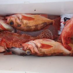 第二むつ漁丸 釣果