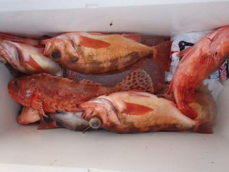 第二むつ漁丸 釣果