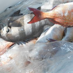 こうゆう丸 釣果