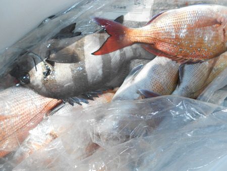 こうゆう丸 釣果