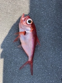 へいみつ丸 釣果