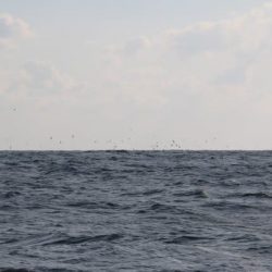 へいみつ丸 釣果