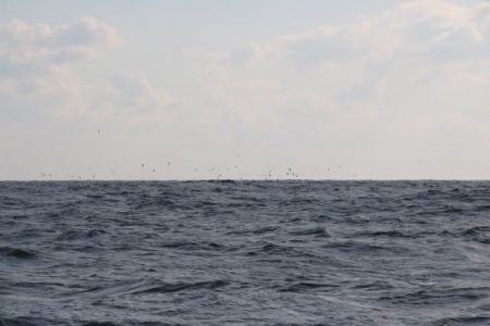 へいみつ丸 釣果