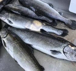 フィッシング サンクチュアリ 釣果