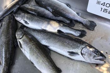 フィッシング サンクチュアリ 釣果