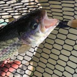 フィッシング サンクチュアリ 釣果