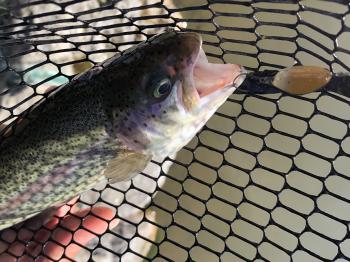 フィッシング サンクチュアリ 釣果