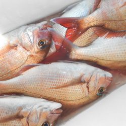 こうゆう丸 釣果