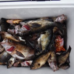 遊漁船 遊友 釣果