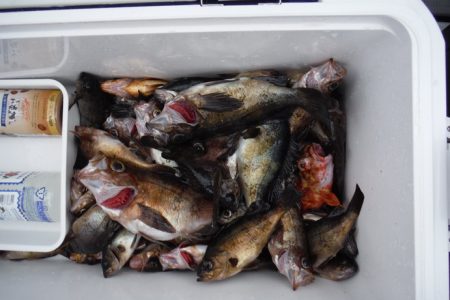 遊漁船 遊友 釣果