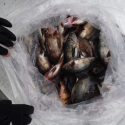 遊漁船 遊友 釣果