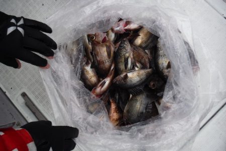 遊漁船 遊友 釣果