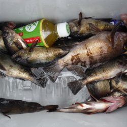 遊漁船 遊友 釣果