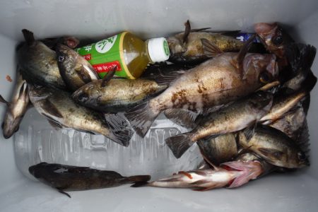 遊漁船 遊友 釣果