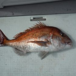 遊漁船 遊友 釣果