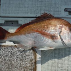 遊漁船 遊友 釣果