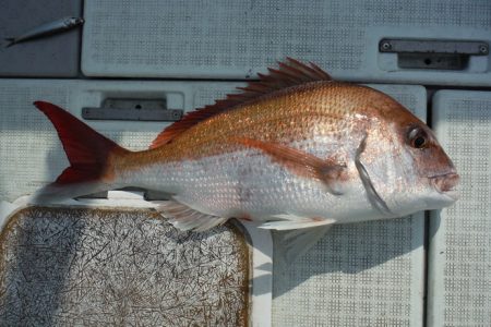 遊漁船 遊友 釣果