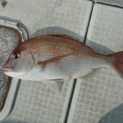 遊漁船 遊友 釣果