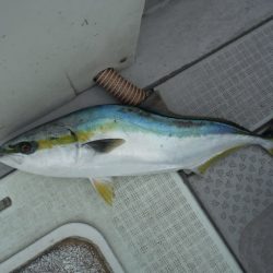 遊漁船 遊友 釣果