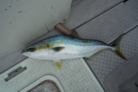 遊漁船 遊友 釣果