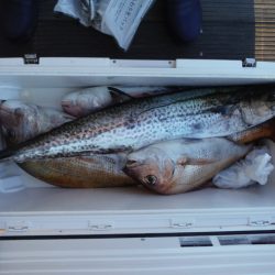 遊漁船 遊友 釣果