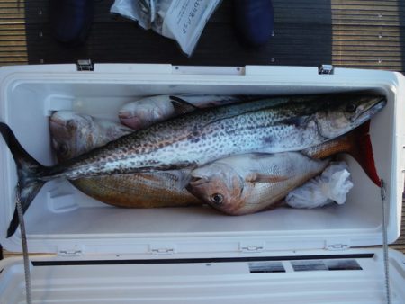 遊漁船 遊友 釣果