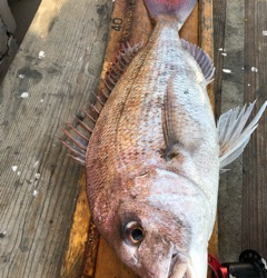 幸吉丸 釣果