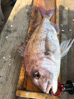 幸吉丸 釣果